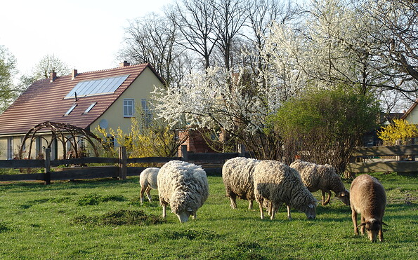 Ferienhof Herms, Tourismusverein Angermünde e.V., Foto: Ferienhof Herms, Lizenz: Ferienhof Herms