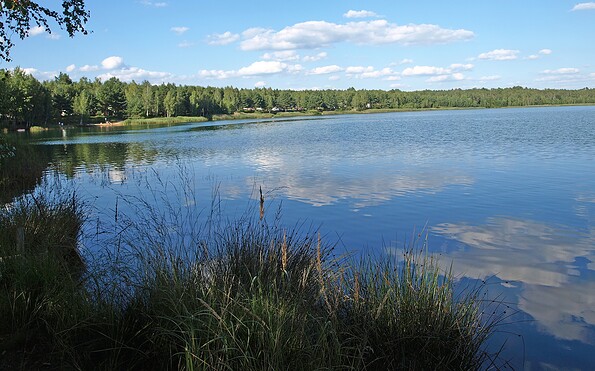 Grünewalder Lauch, Foto: TVEEL, Lizenz: TVEEL