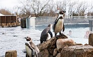 Pinguine im Spreeweltenbad, Foto: Steffen Lehmann, Lizenz: TMB