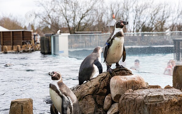 Pinguine im Spreeweltenbad, Foto: Steffen Lehmann, Lizenz: TMB