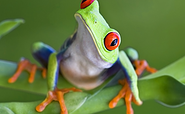 Rotaugenfrosch, Foto: iStock - Mark-Kostich, Lizenz: Biosphäre Potsdam