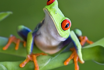 Rotaugenfrosch, Foto: iStock - Mark-Kostich, Lizenz: Biosphäre Potsdam