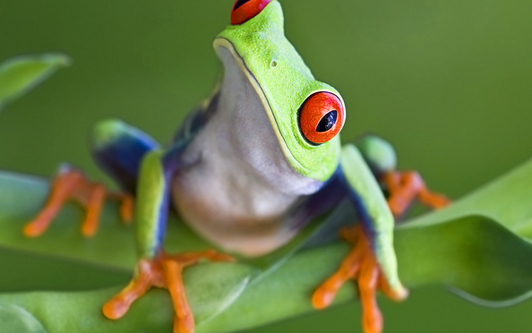 Rotaugenfrosch, Foto: iStock - Mark-Kostich, Lizenz: Biosphäre Potsdam