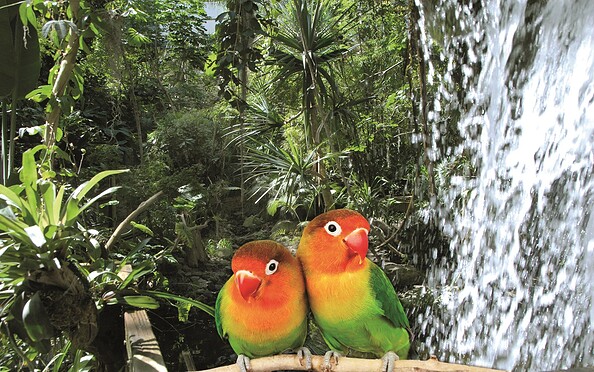 Waterfall of the Biosphäre Potsdam © Biosphäre Potsdam/Merkau, Foto: Biospäre Potsdam, Lizenz: Biosphäre Potsdam