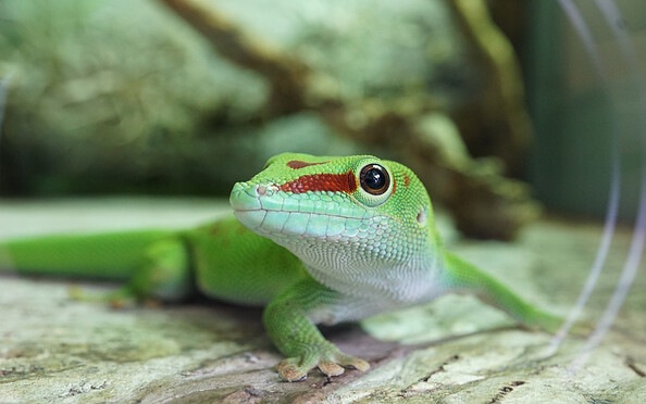 Madagaskar-Taggecko, Foto: Anja Sadowski, Lizenz: Biosphäre Potsdam