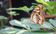 Butterfly, Foto: Anja Sadowski, Lizenz: Biosphäre Potsdam