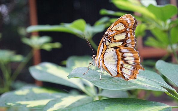Butterfly, Foto: Anja Sadowski, Lizenz: Biosphäre Potsdam
