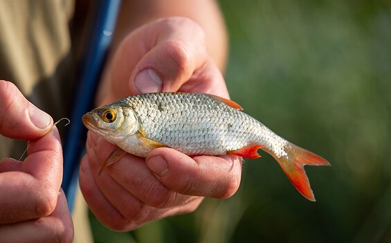 white fish, Foto: Florian Läufer, Lizenz: Seenland Oder-Spree
