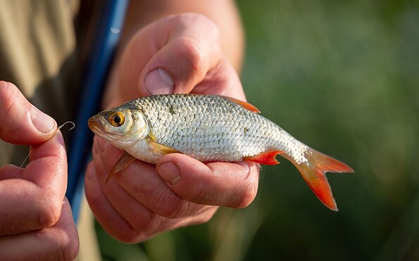 Weißfisch, Foto: Florian Läufer, Foto: Florian Läufer, Lizenz: Seenland Oder-Spree
