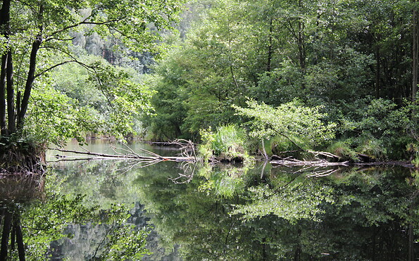 Sumpf- und Auenwald am Wolletzsee, Foto: Alena Lampe, Lizenz: TMU GmbH