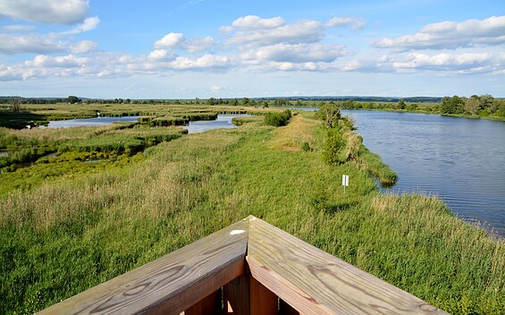 Aussicht ins Untere Odertal vom Aussichtsturm bei Mescherin, Foto: Anja Warning, Lizenz: TMU GmbH