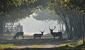 Wildgehege Glauer Tal, Foto: Peter Koch, Lizenz: Landschafts-Förderverein NNN e.V.
