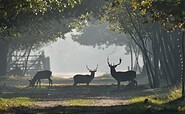 Wildgehege Glauer Tal, Foto: Peter Koch, Lizenz: Landschafts-Förderverein NNN e.V.