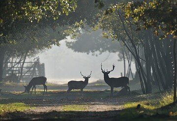 Wildgehege Glauer Tal, Foto: Peter Koch, Lizenz: Landschafts-Förderverein NNN e.V.