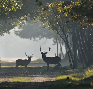 Wildgehege Glauer Tal, Foto: Peter Koch, Lizenz: Landschafts-Förderverein NNN e.V.