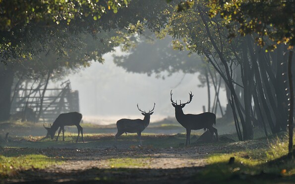 Wildgehege Glauer Tal, Foto: Peter Koch, Lizenz: Landschafts-Förderverein NNN e.V.