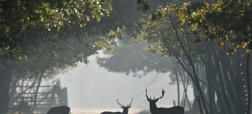 Wildgehege Glauer Tal, Foto: Peter Koch, Lizenz: Landschafts-Förderverein NNN e.V.