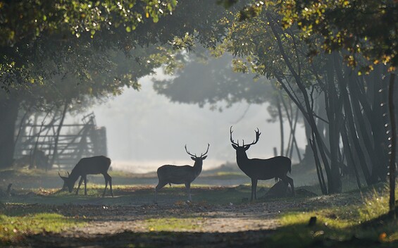 Wildgehege Glauer Tal, Foto: Peter Koch, Lizenz: Landschafts-Förderverein NNN e.V.