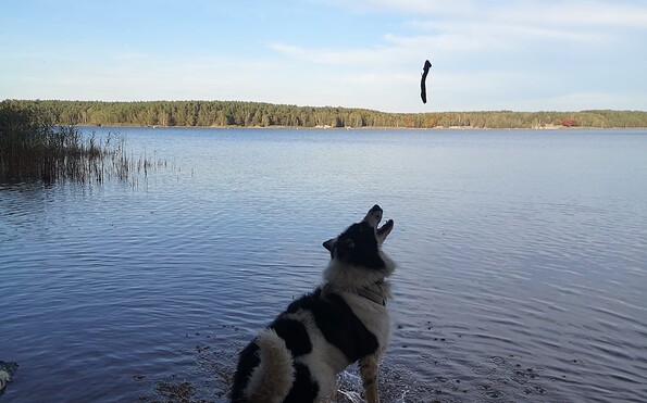 Hund Spike am See, Foto: Lina Jurasik, Lizenz: Lina Jurasik