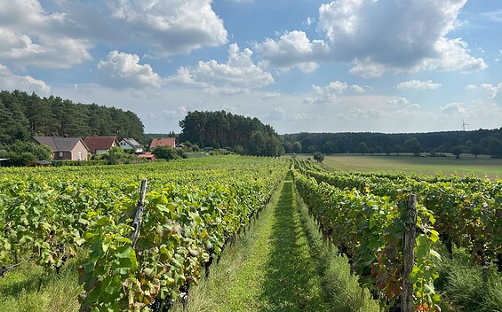 Weinberg Grano, Foto: Gernoth Apitz, Lizenz: Gernoth Apitz