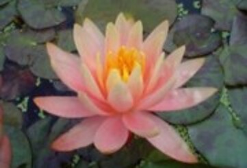 Yoga, Ernährung, Lichtarbeit , Foto: Barbara Leich , Lizenz: Barbara Leich