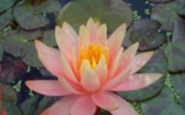 Yoga, Ernährung, Lichtarbeit , Foto: Barbara Leich , Lizenz: Barbara Leich