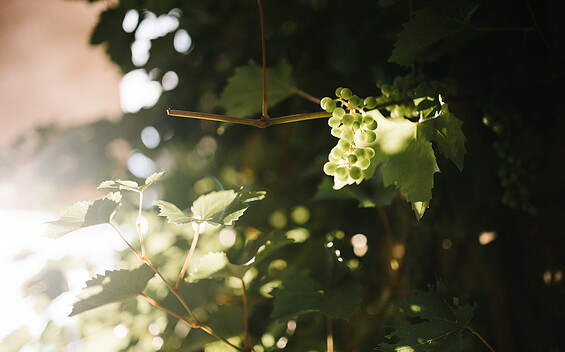 Wein an der Rebe, Foto: Steven Ritzer, Lizenz: Tourismusverband Havelland e.V.