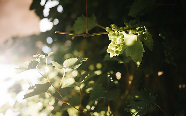 Wein an der Rebe, Foto: Steven Ritzer, Lizenz: Tourismusverband Havelland e.V.