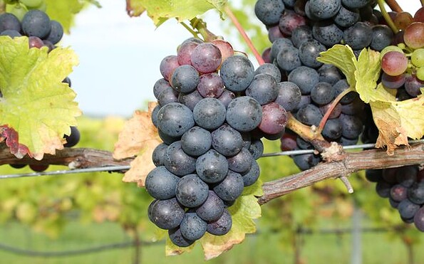 Weingut Klosterhof Töplitz, Foto: Weingut Klosterhof Töplitz, Lizenz: Weingut Klosterhof Töplitz