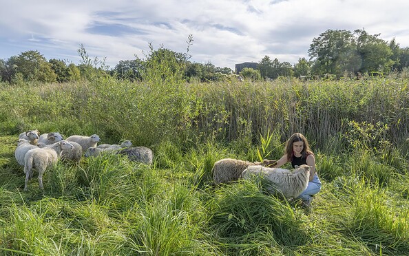 Skudden-Schafe, Foto: Bolle-Bovier, Lizenz: Bolle-Bovier