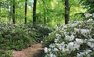Rhododendren im Waldpark, Foto: Bansen/Wittig