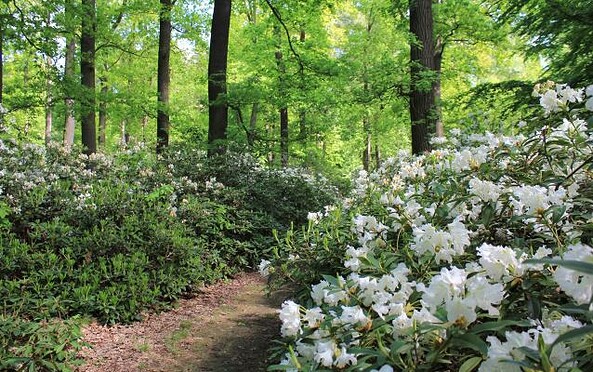 Rhododendren im Waldpark, Foto: Bansen/Wittig