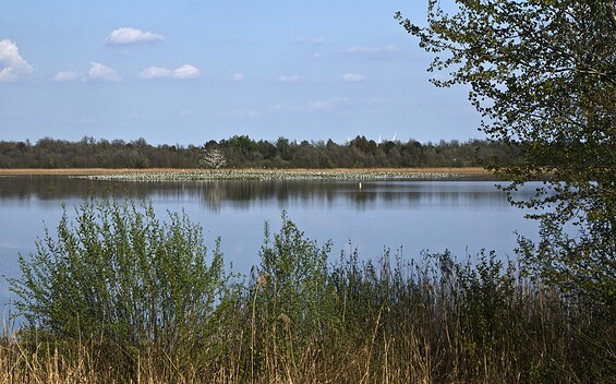 View of the bird island in Lake StoßdorfSee, Foto: Claudia Donat, Lizenz: Naturpark Niederlausitzer Landrücken