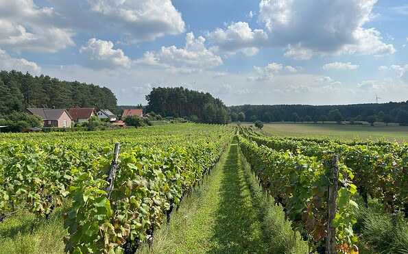 Weinberg Grano, Foto: Gernoth Apitz, Lizenz: Gernoth Apitz