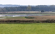 cranes in the moor Borcheltsbusch, Foto: Claudia Donat, Lizenz: Naturpark Niederlausitzer Landrücken