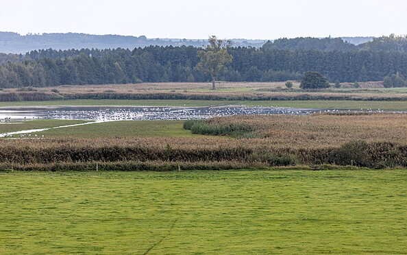 cranes in the moor Borcheltsbusch, Foto: Claudia Donat, Lizenz: Naturpark Niederlausitzer Landrücken