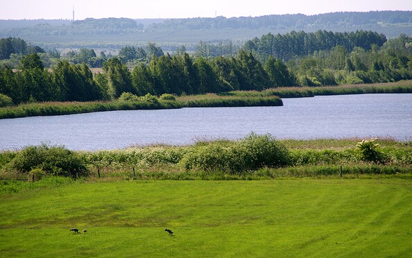 a pond near the Borcheltsbusch moor, Foto: Claudia Donat, Lizenz: Naturpark Niederlausitzer Landrücken