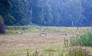 Flying cranes, , Foto: TMB-Fotoarchiv/Yorck Maecke, Lizenz: TMB