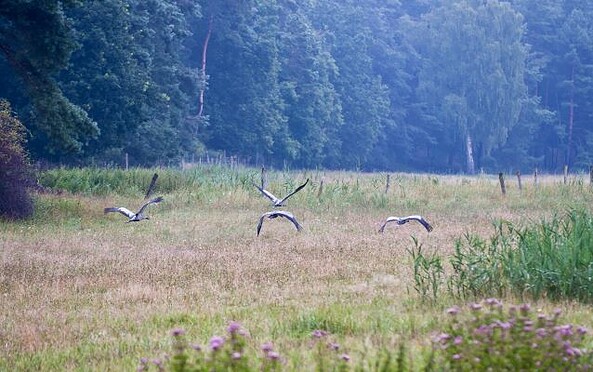 Flying cranes, , Foto: TMB-Fotoarchiv/Yorck Maecke, Lizenz: TMB