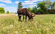 Donkey on the Rüsterhof, Foto: Steffen Lehmann, Lizenz: TMB
