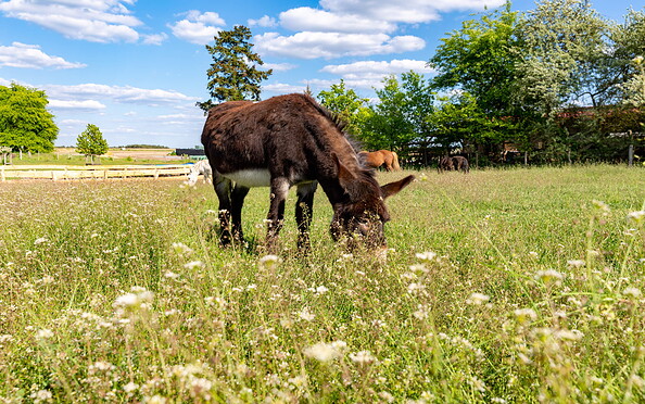Donkey on the Rüsterhof, Foto: Steffen Lehmann, Lizenz: TMB