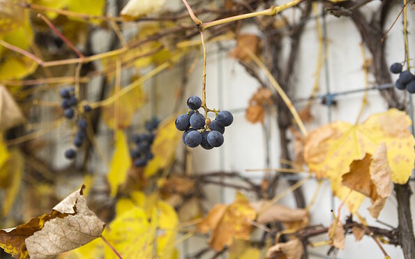 Rüsterhof, Foto: Steffen Lehmann, Lizenz: TMB