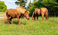Horses on the Rüsterhof, Foto: Steffen Lehmann, Lizenz: TMB