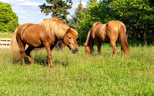 Horses on the Rüsterhof, Foto: Steffen Lehmann, Lizenz: TMB
