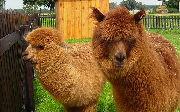 Alpakas, Foto: Steffen Ritzer, Lizenz: Tourismusverband Havelland e.V.