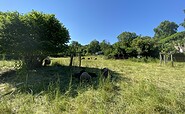 Cistercian Monastery: Traditional Orchard, Foto: Elisabeth Kluge, Lizenz: Tourist-Information Zehdenick