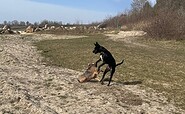 Tollende Hunde am Hundestrand am Großräschener See, Foto: Kristina Roick Baker, Lizenz: Stadt Großräschen