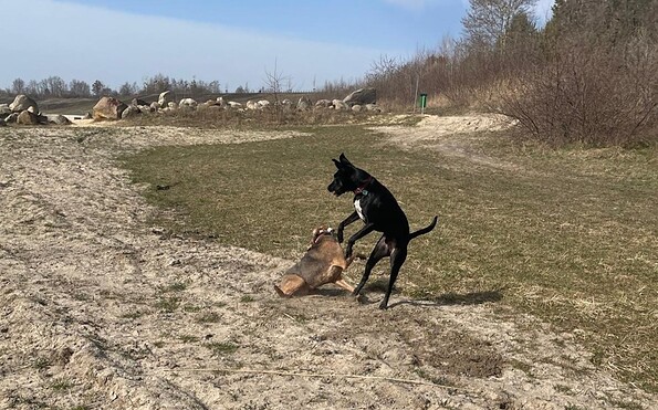 Tollende Hunde am Hundestrand am Großräschener See, Foto: Kristina Roick Baker, Lizenz: Stadt Großräschen