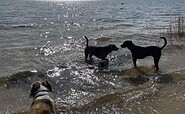 Badende Hunde am Großräschener See, Foto: Kristina Roick Baker, Lizenz: Stadt Großräschen