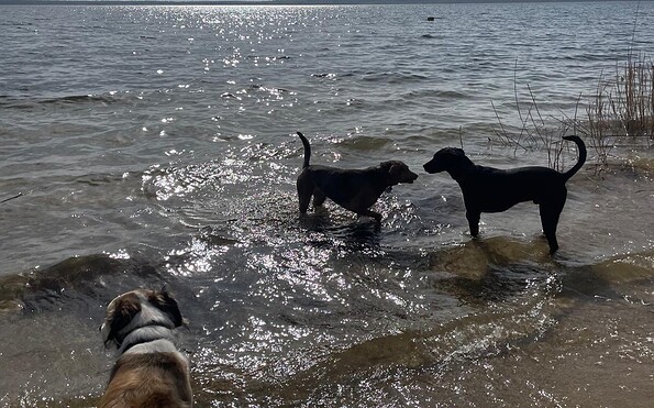 Badende Hunde am Großräschener See, Foto: Kristina Roick Baker, Lizenz: Stadt Großräschen